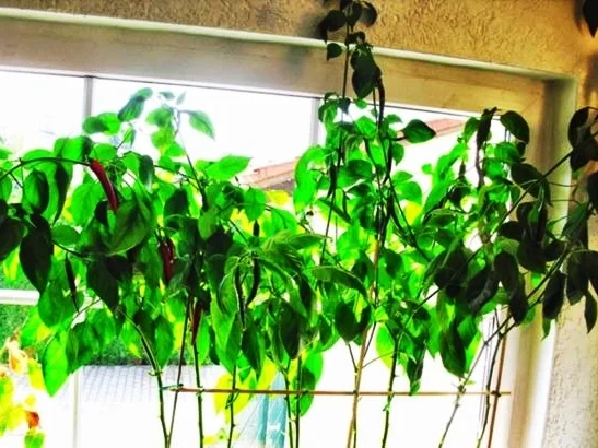 Spaghetti mit scharfer Bolognese - Rezept - Bild Nr. 14921