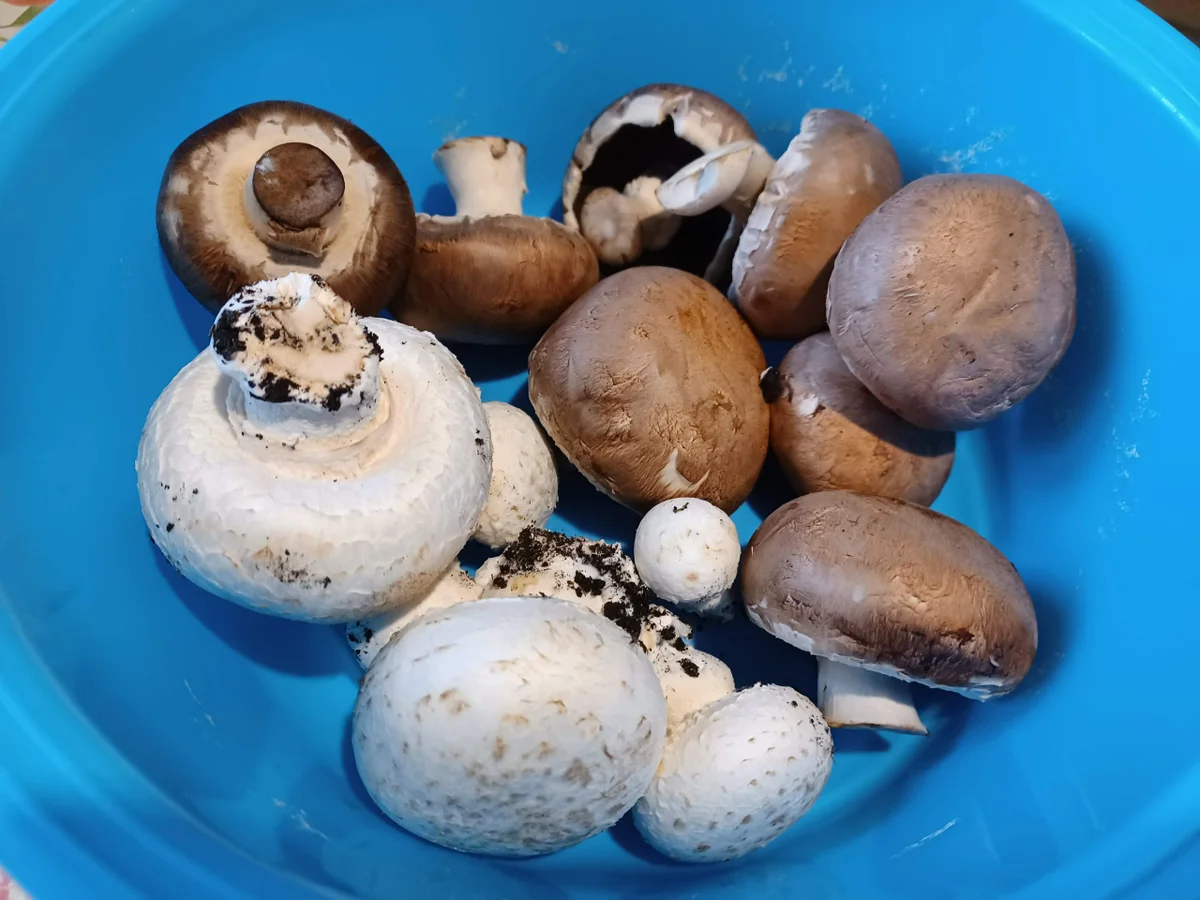 Champignonpfanne und Langos zur kochbar Challenge November 2021 - Rezept - Bild Nr. 14938