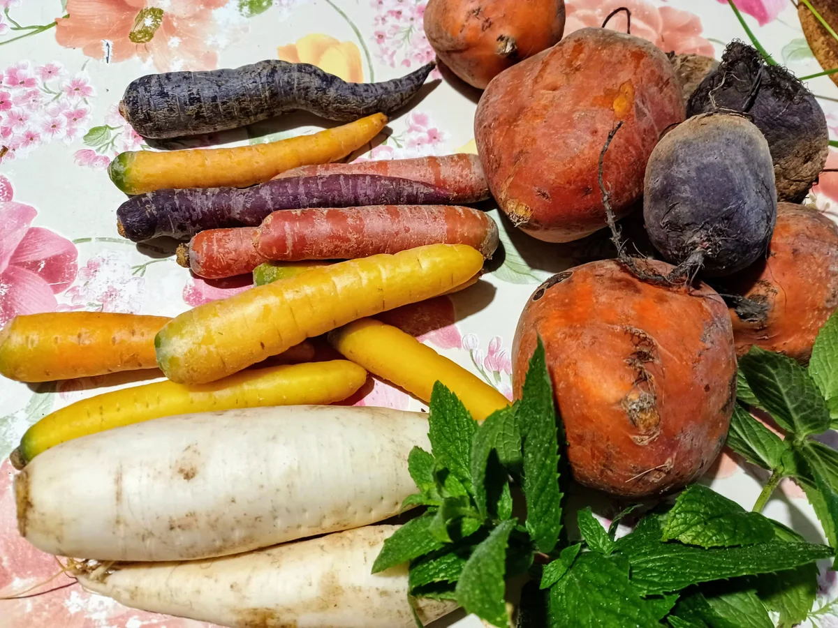 Rezept: Carpaccio vom Wurzelgemüse Bild Nr. 14962 Carpaccio vom Wurzelgemüse - Rezept - Bild Nr. 14962