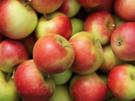 Bratapfel-Kuchen - Rezept