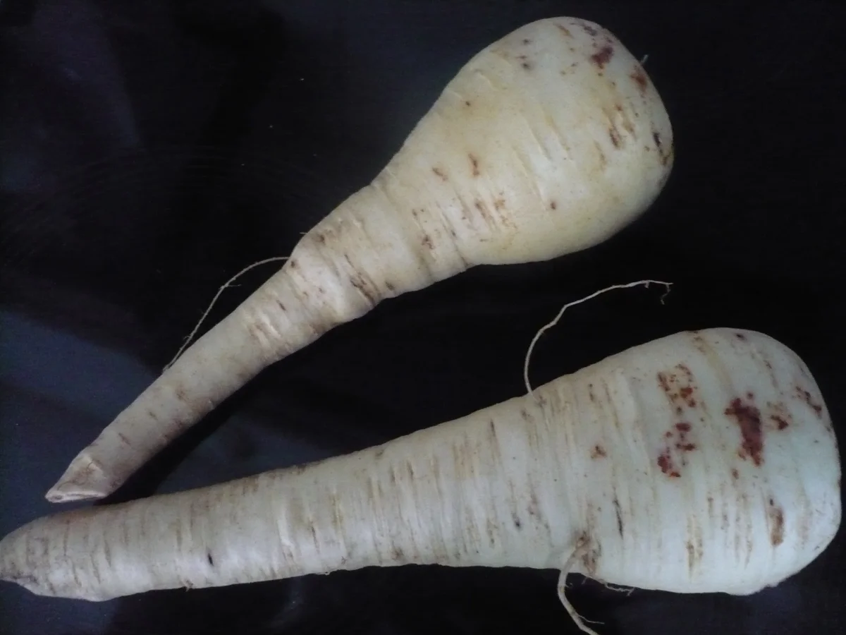 Pastinaken Apfel Suppe mit Cheddar - Rezept - Bild Nr. 15159