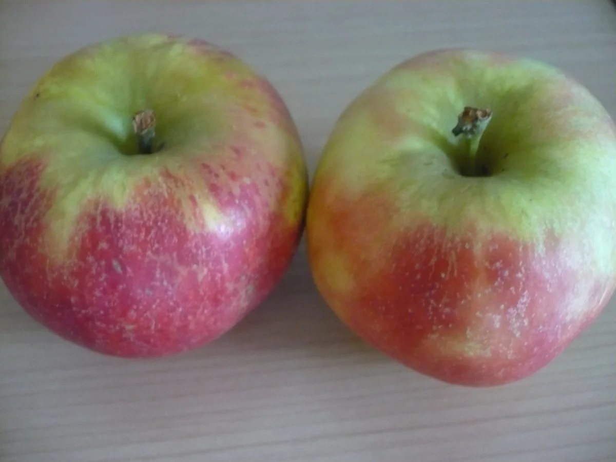 Pastinaken Apfel Suppe mit Cheddar - Rezept - Bild Nr. 15160