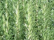 Kräuterfrikadellen mit Senf-Dip - Rezept