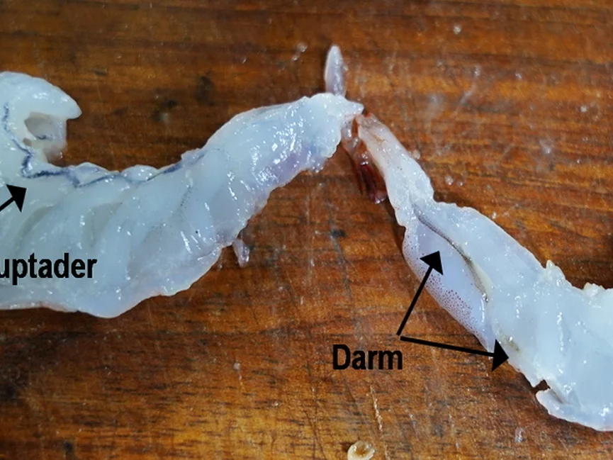 Rezept: Schnelle Eierblumensuppe mit Garnelen Bild Nr. 15262 Schnelle Eierblumensuppe mit Garnelen - Rezept - Bild Nr. 15262