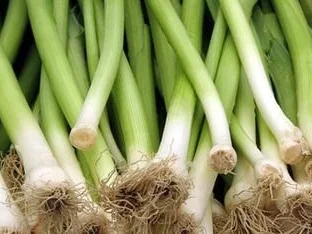 Fischfilet auf Lauch-Nudeln - Rezept