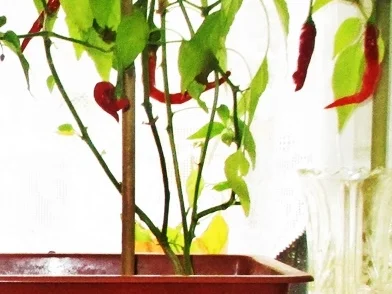 Gemüse - Fischpfanne mit Spiegelei - zur kochbar Challenge Januar 2022 - Rezept - Bild Nr. 15283