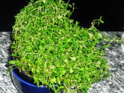 Grüne Bohnen-Eintopf - Rezept - Bild Nr. 15302