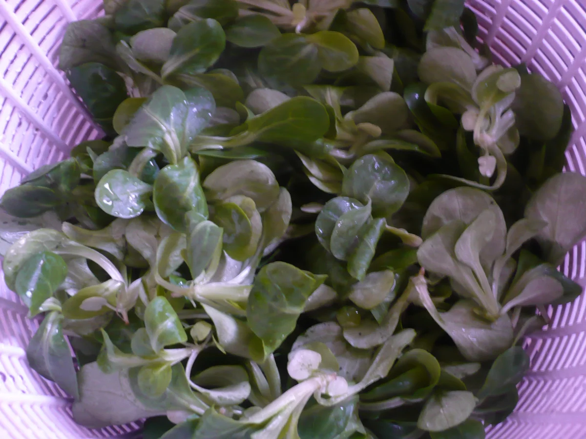 Rezept: Bayrischer Feldsalat Bild Nr. 3 Bayrischer Feldsalat - Rezept - Bild Nr. 3