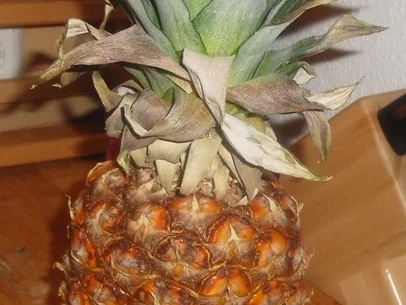 Matjesfilet mit geschärfter Ananas - Rezept - Bild Nr. 15450