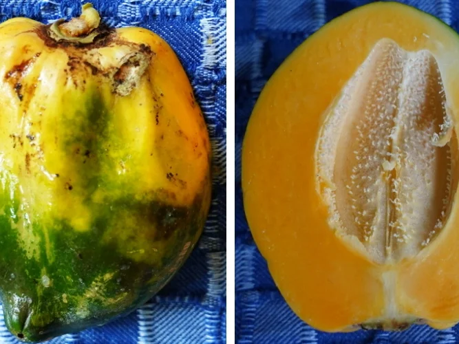 Nudelpfanne mit Rindfleisch und Papaya - Rezept - Bild Nr. 3