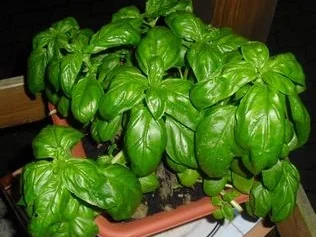 Rezept: Meine kleine Salatbar für Frühling und Sommer Bild Nr. 15568 Meine kleine Salatbar für Frühling und Sommer - Rezept - Bild Nr. 15568