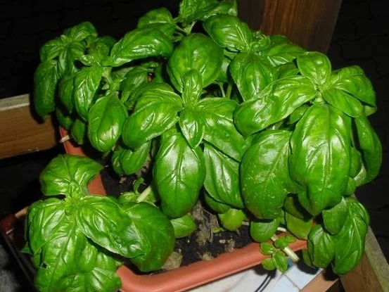 Tomatensuppe italienischer Art - kulinarische Weltreise 03-2022 - Rezept - Bild Nr. 15595