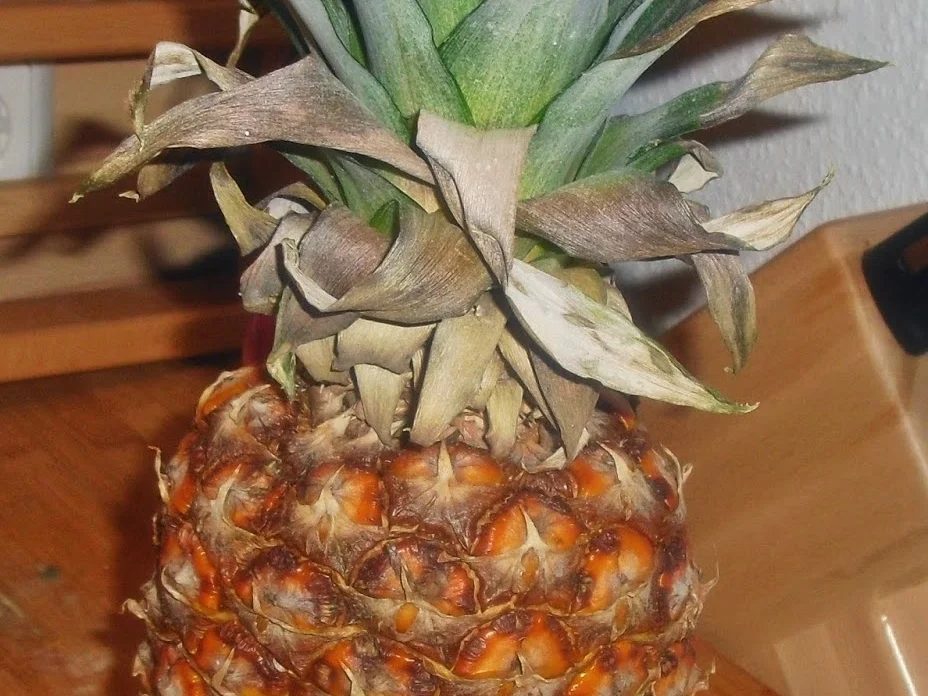 Rezept: Schweinefilet exotisch an Safran-Zitronen-Butter - zur kochbar Challenge März 2022 Bild Nr. 15617 Schweinefilet exotisch an Safran-Zitronen-Butter - zur kochbar Challenge März 2022 - Rezept - Bild Nr. 15617