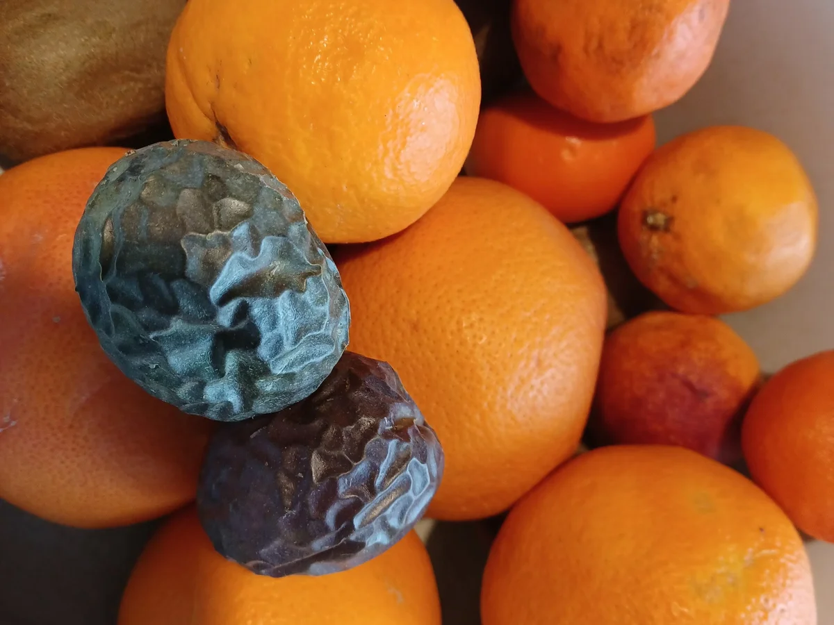 Orangenmarmelade - Rezept - Bild Nr. 15685