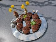 Schoko - Schokoladen - Muffin - Rezept - Bild Nr. 15720