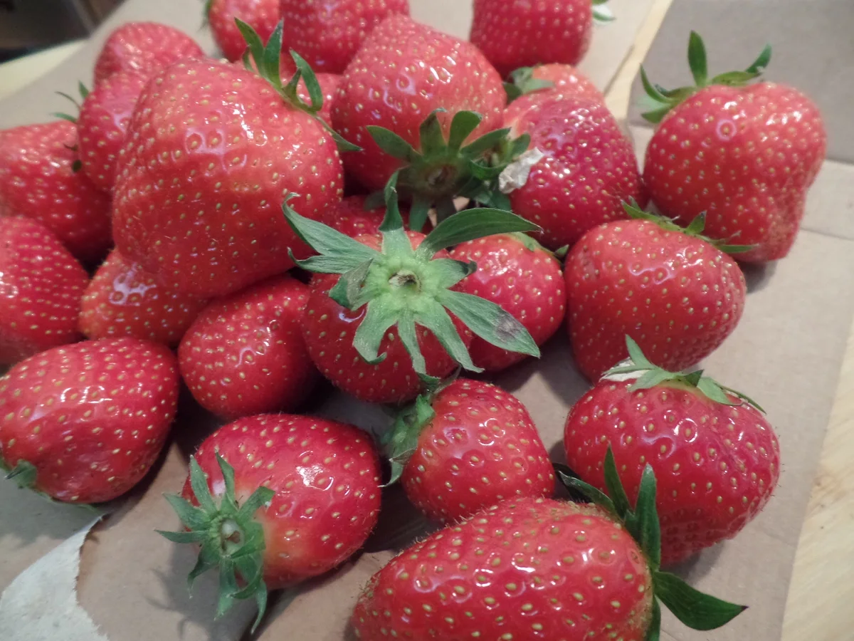 Erdbeer-Kuchen - Rezept - Bild Nr. 15806