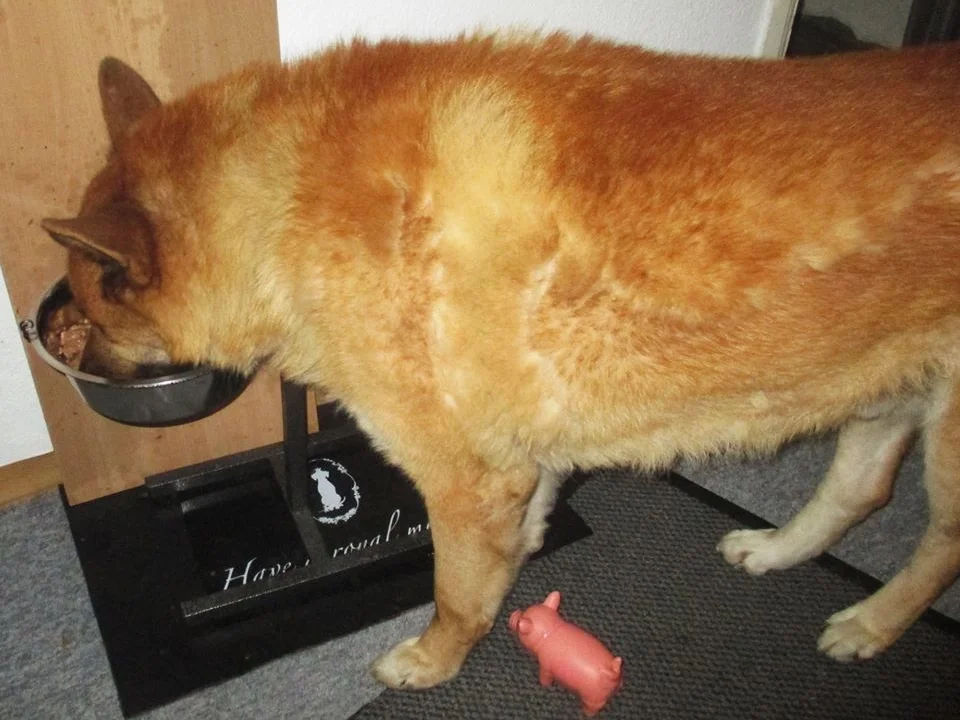 Rezept: Hackfleischpfanne mit Reis - Wir kochen für unsere Fellnasen Bild Nr. 2 Hackfleischpfanne mit Reis - Wir kochen für unsere Fellnasen - Rezept - Bild Nr. 2