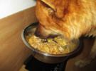 Hühnchen gekocht mit Kartoffeln - Wir kochen für unsere Fellnasen - Rezept - Bild Nr. 2
