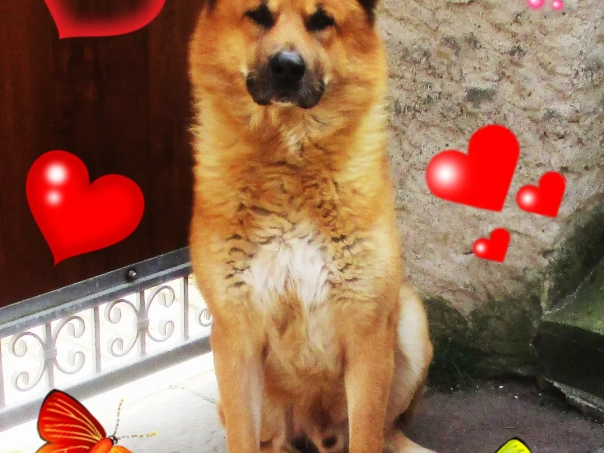 Hühnchen gekocht mit Kartoffeln - Wir kochen für unsere Fellnasen - Rezept - Bild Nr. 15857