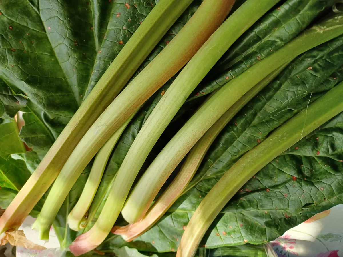 Sandwich-Rollen und Rhabarber-Tarte zur kochbar Challenge Mai 2022 - Rezept - Bild Nr. 15816