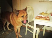 Es gibt Frühstück - Wir kochen für unsere Fellnasen - Rezept - Bild Nr. 15830