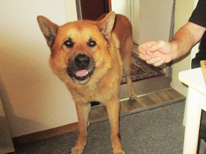 Es gibt Frühstück - Wir kochen für unsere Fellnasen - Rezept - Bild Nr. 15831