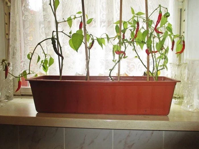 Rezept: Entenbrust würzig auf Feldsalat Bild Nr. 6 Entenbrust würzig auf Feldsalat - Rezept - Bild Nr. 6