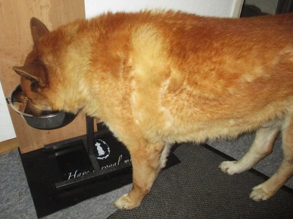 Rezept: Entenklein mit Kartoffeln - Wir kochen für unsere Fellnasen Bild Nr. 2 Entenklein mit Kartoffeln - Wir kochen für unsere Fellnasen - Rezept - Bild Nr. 2