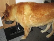 Entenklein mit Kartoffeln - Wir kochen für unsere Fellnasen - Rezept - Bild Nr. 2