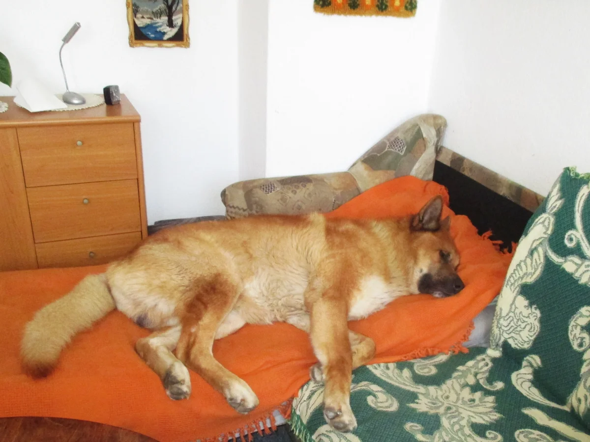 Rezept: Entenklein mit Kartoffeln - Wir kochen für unsere Fellnasen Bild Nr. 7 Entenklein mit Kartoffeln - Wir kochen für unsere Fellnasen - Rezept - Bild Nr. 7