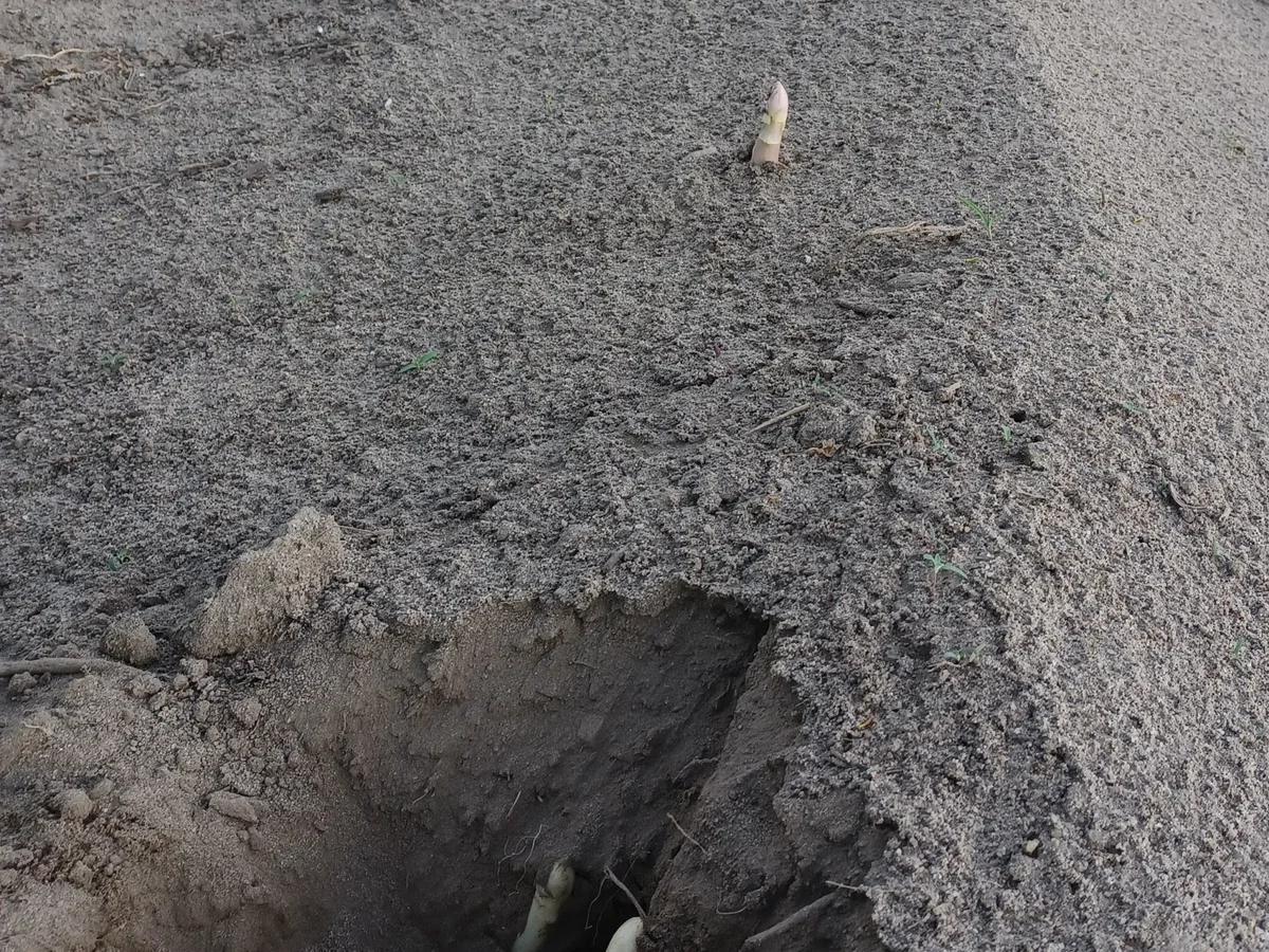 Spargelsalat zur kochbar Challenge Juni 2022 - Rezept - Bild Nr. 15929