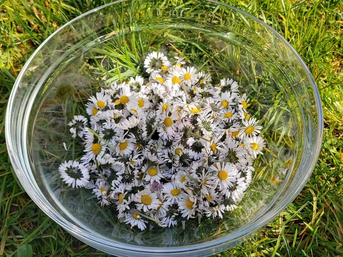 Rezept: Gänseblümchengelee Bild Nr. 4 Gänseblümchengelee - Rezept - Bild Nr. 4