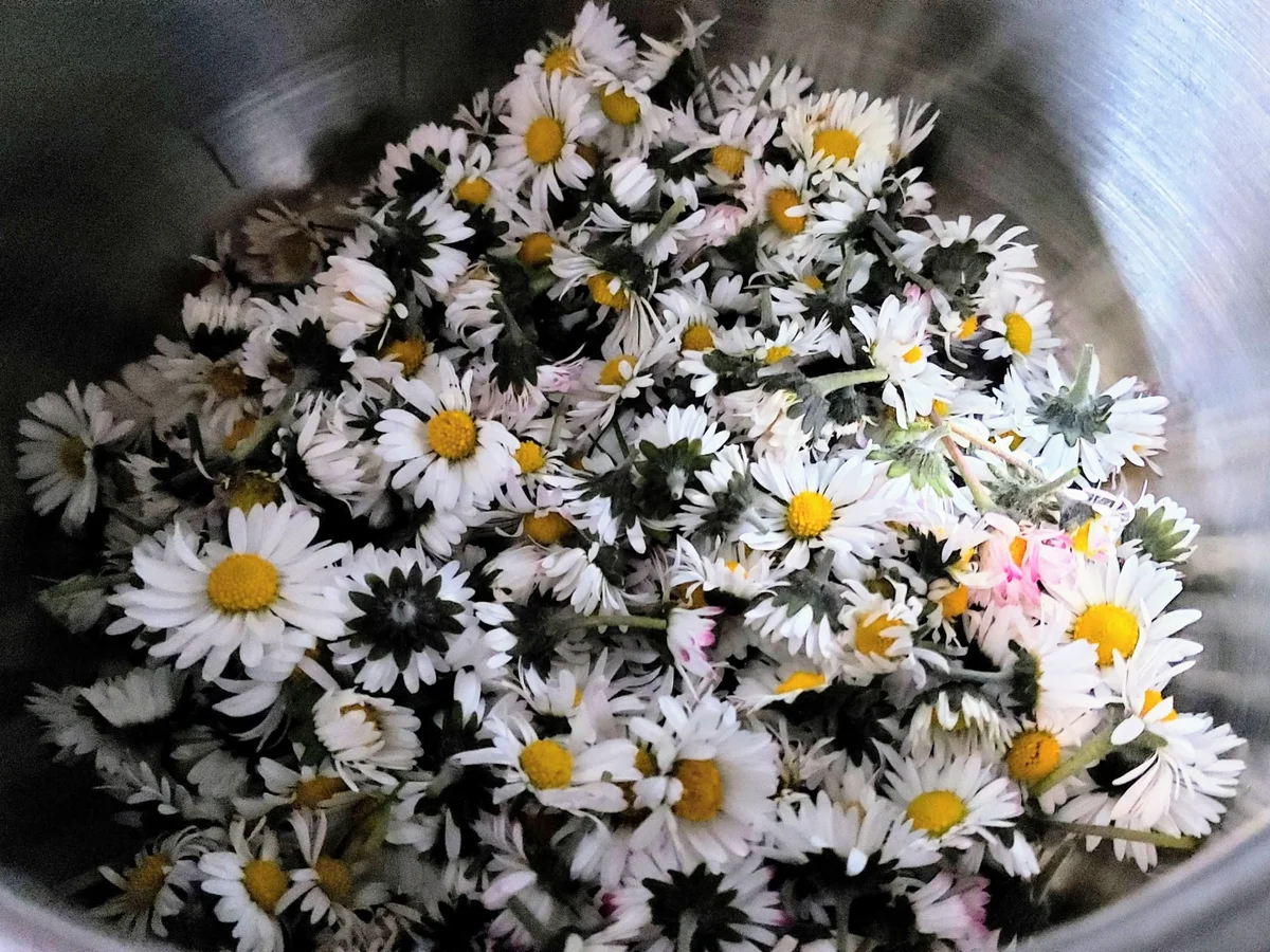 Rezept: Gänseblümchengelee Bild Nr. 5 Gänseblümchengelee - Rezept - Bild Nr. 5