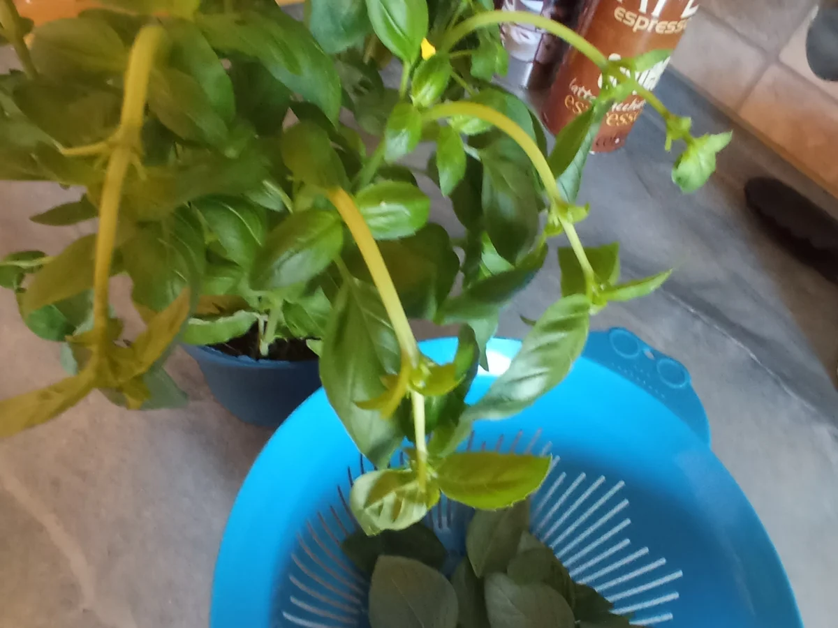 Spagetti mit Tomatenhacksoße und Basilikum Pesto zur kochbar Challenge 2022 - Rezept - Bild Nr. 15941