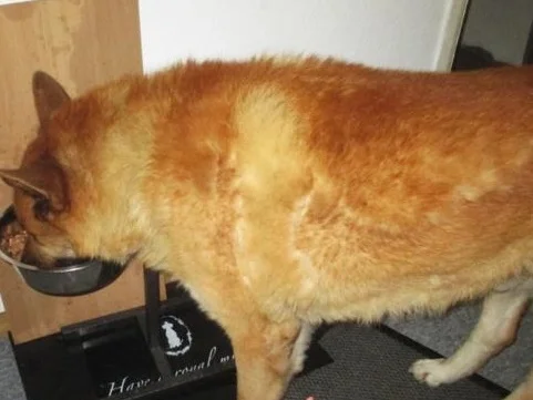 Rezept: Wirsing Hackfleischtopf - Wir kochen für unsere Fellnasen Bild Nr. 2 Wirsing Hackfleischtopf - Wir kochen für unsere Fellnasen - Rezept - Bild Nr. 2