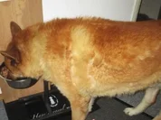 Wirsing Hackfleischtopf - Wir kochen für unsere Fellnasen - Rezept - Bild Nr. 2