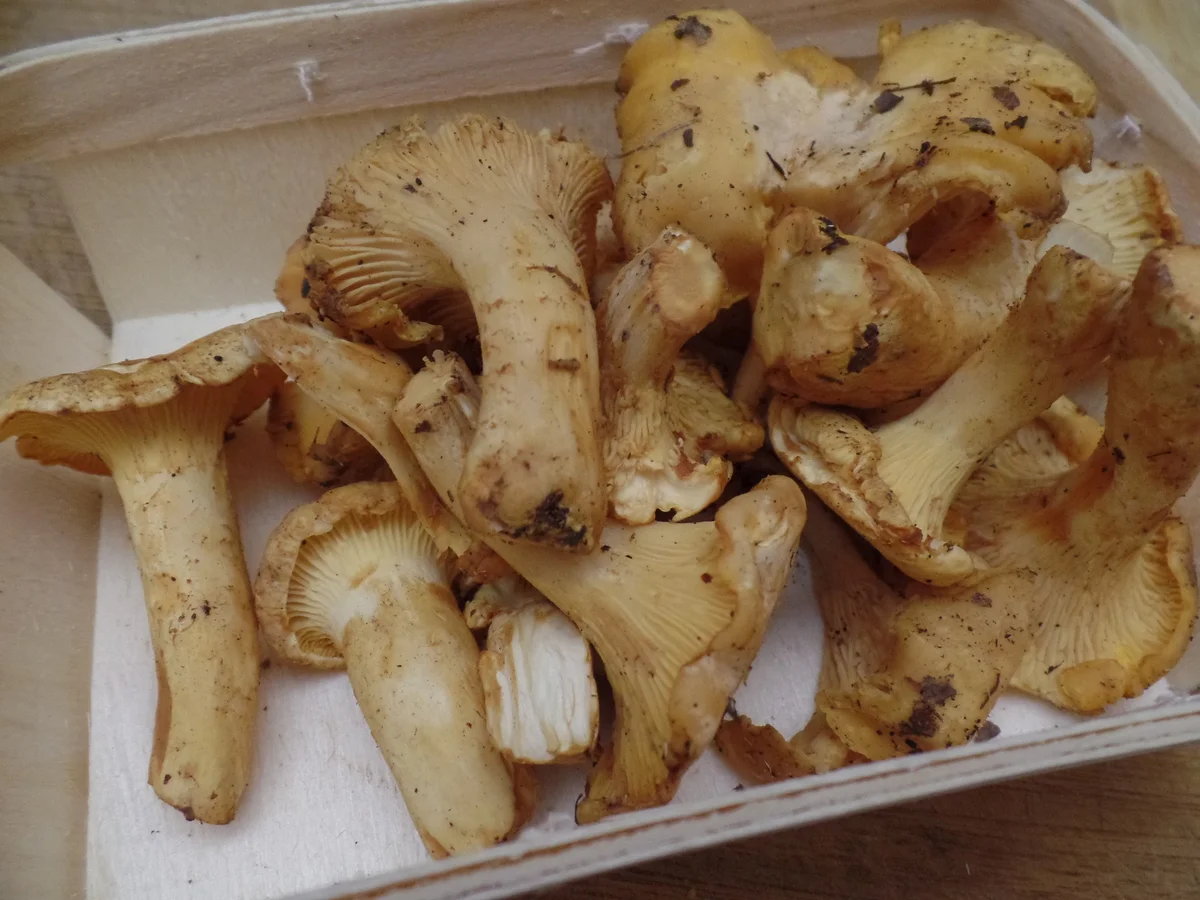 Rote-Linsen-Reis -Pfifferling-Risotto - Rezept - Bild Nr. 16004