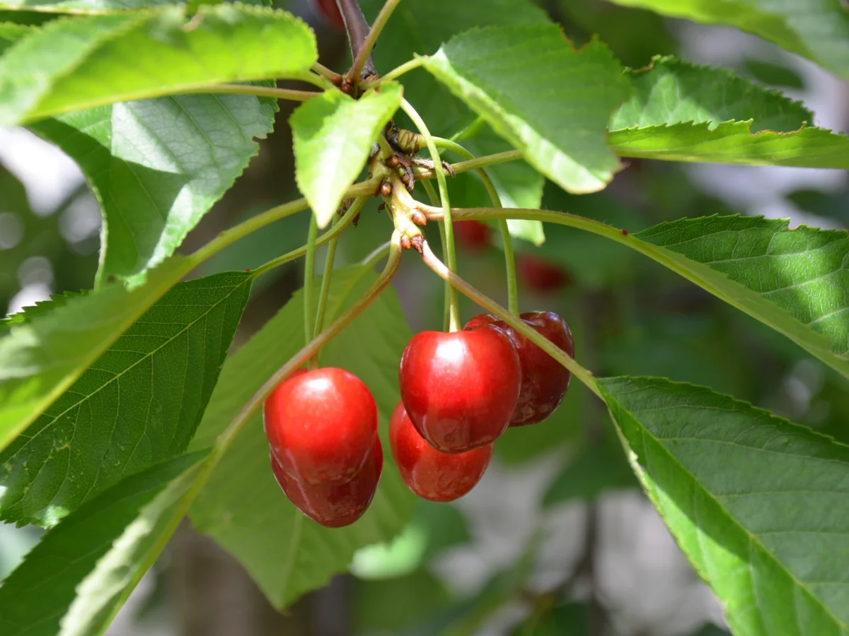 Kirschenmichel      geht auch Vegan (Beschreibung am Ende des Rezepts) - Rezept - Bild Nr. 2