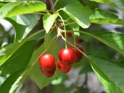 Kirschenmichel      geht auch Vegan (Beschreibung am Ende des Rezepts) - Rezept - Bild Nr. 2