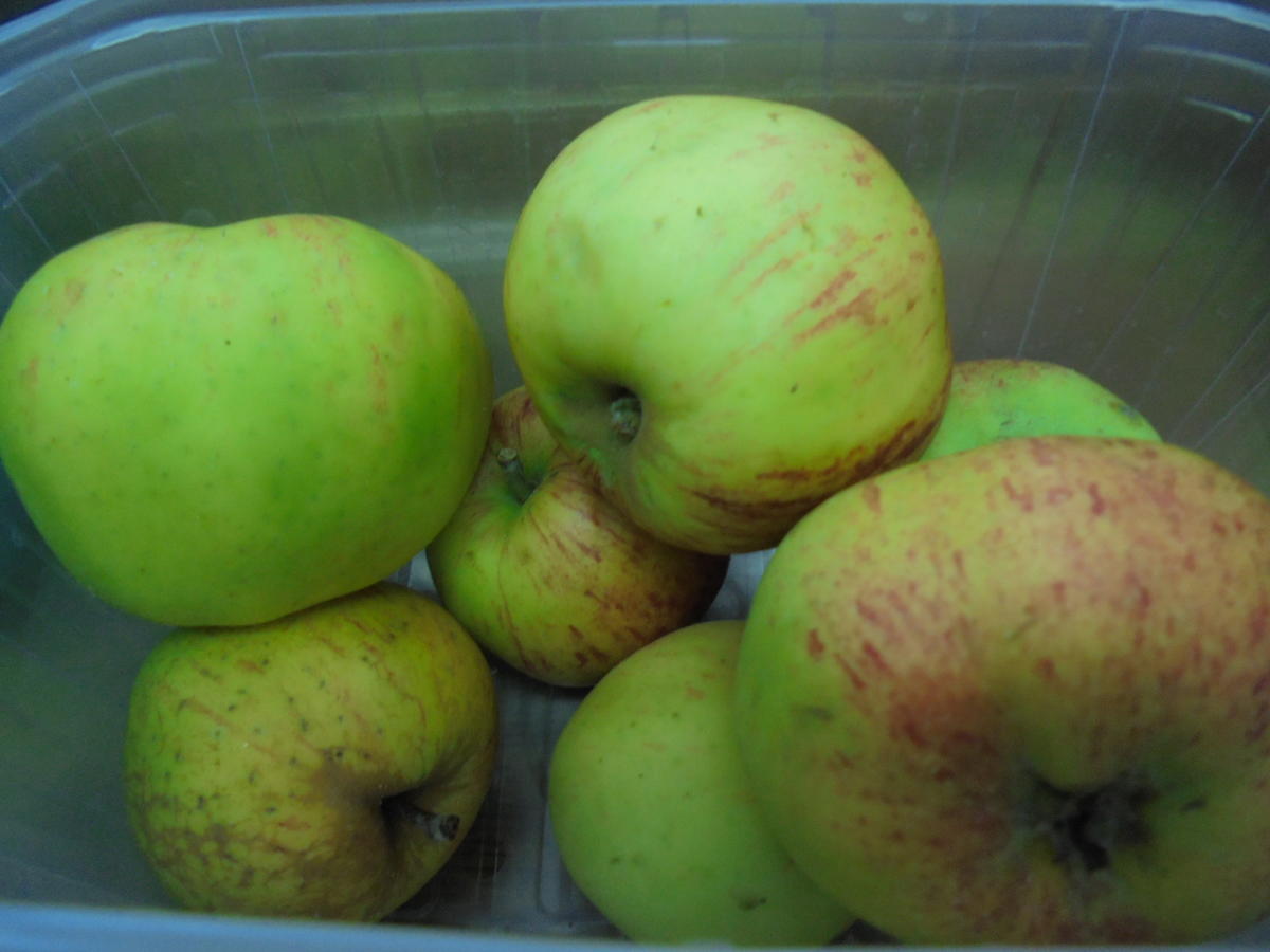 Aronia-Apfel Gelee - Rezept - Bild Nr. 4