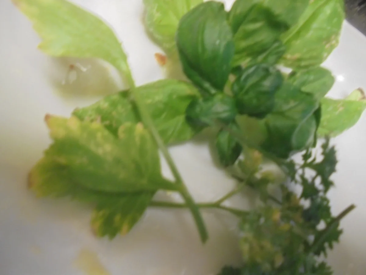 Spaghetti- Pfanne mit Ei und Pfifferlingen - Rezept - Bild Nr. 16046