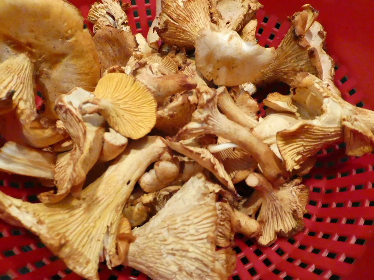 Kartoffel-Rösti mit Pfifferlingen - Rezept - Bild Nr. 16053