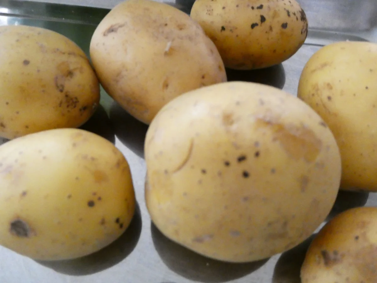 Kartoffel-Kräuter-Waffeln mit Bacon und Kräuterquark - Rezept - Bild Nr. 16062