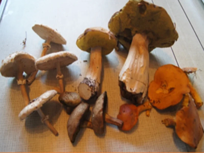 Rezept: Eier-Waldpilzpfanne Bild Nr. 3 Eier-Waldpilzpfanne - Rezept - Bild Nr. 3