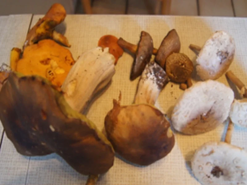 Rezept: Eier-Waldpilzpfanne Bild Nr. 4 Eier-Waldpilzpfanne - Rezept - Bild Nr. 4