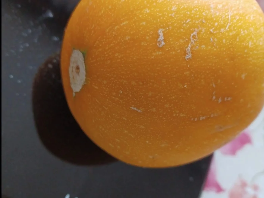 Zucchinikuchen - Rezept - Bild Nr. 16105