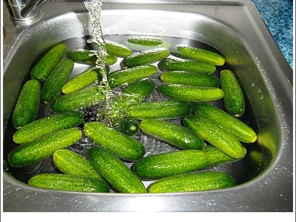 Salz-Dill-Gurken selbst einlegen - Rezept - Bild Nr. 16106