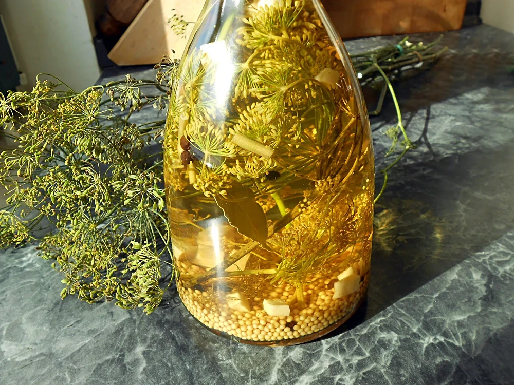 Rezept: Dill-Gewürz-Essig Bild Nr. 3 Dill-Gewürz-Essig - Rezept - Bild Nr. 3