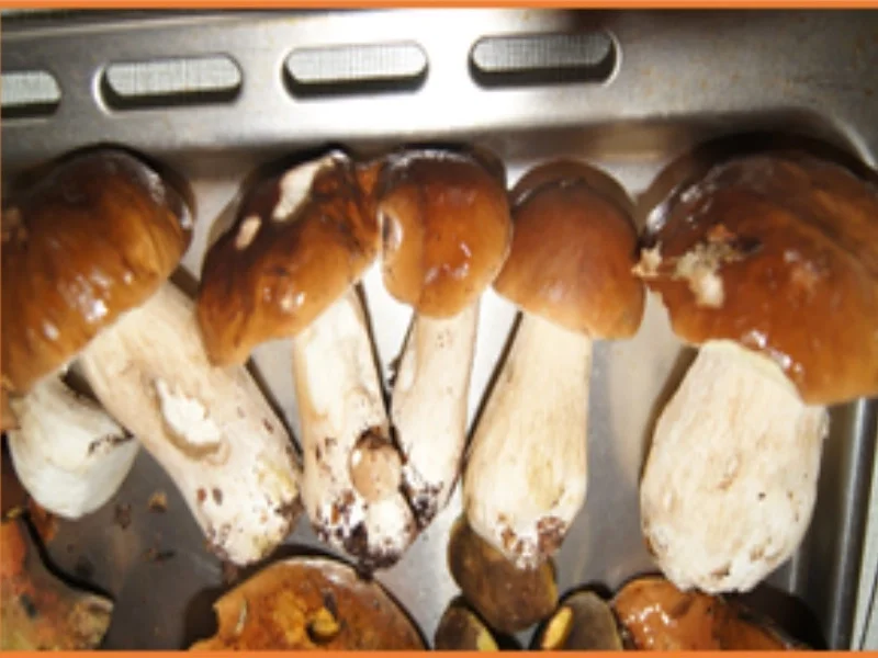 Rezept: Steinpilzschnitzel mit herzhaften Kartoffelstampf Bild Nr. 16127 Steinpilzschnitzel mit herzhaften Kartoffelstampf - Rezept - Bild Nr. 16127