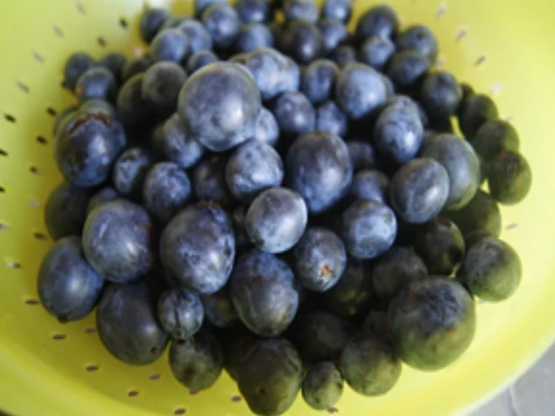 Schlehenlikör 2022 - Rezept - Bild Nr. 3